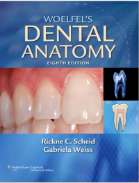 Image of Woelfel's Dental Anatomy : Eight Edition